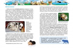 Детская энциклопедия Собаки